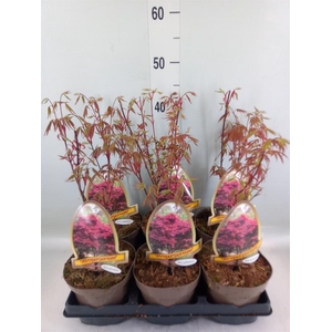 Acer palmatum 'Atropurpureum'