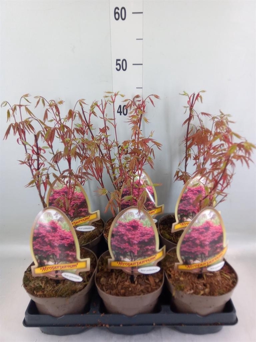<h4>Acer palmatum 'Atropurpureum'</h4>