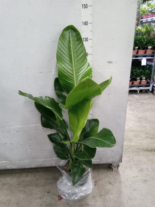 <h4>Strelitzia nicolai</h4>