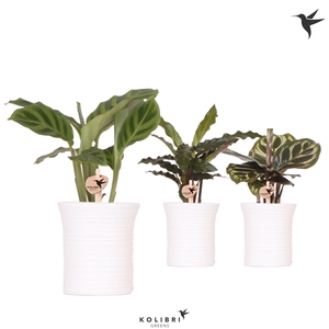 Kolibri Greens Calathea mix in Furrow pot white