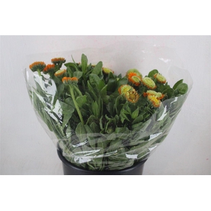 Calendula Orange Super P Stem