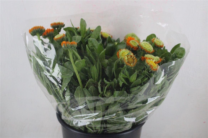 <h4>Calendula Orange Super P Stem</h4>