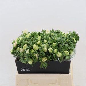 Anemone Galil Wit