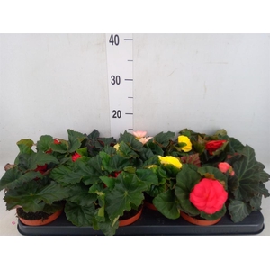 Begonia tuber.   ...