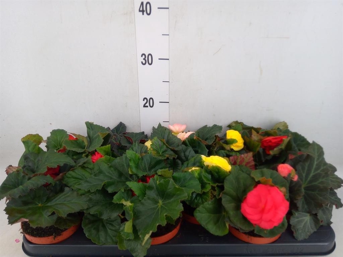 <h4>Begonia tuber.   ...</h4>