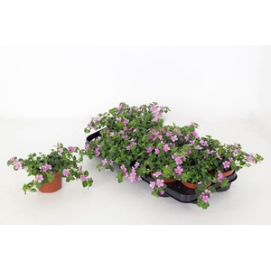 Bacopa Sutera Great Classic Pink