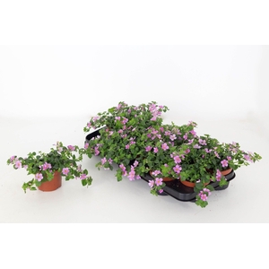 Bacopa Sutera Great Classic Pink