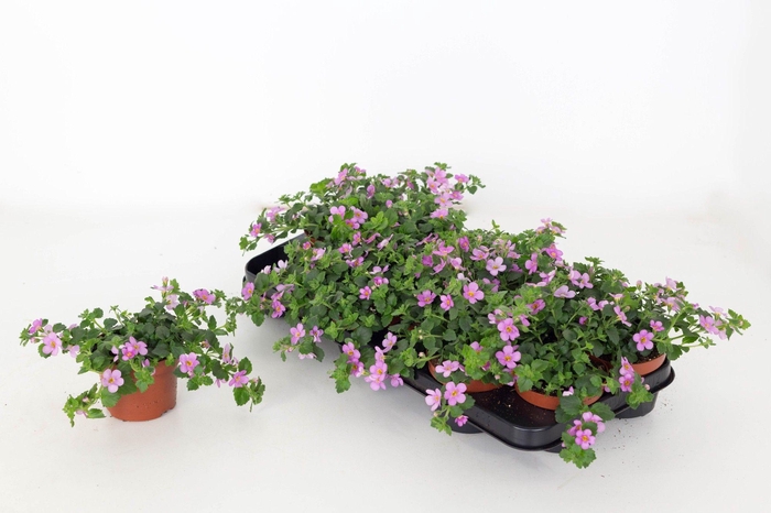 <h4>Bacopa Sutera Great Classic Pink</h4>