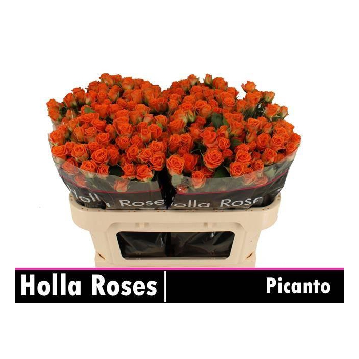 <h4>R TR PICANTO</h4>