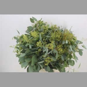 Euca Populus Berry Short 150gr P Bunch