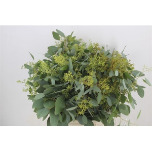 Euca Populus Berry Short 150gr P Bunch