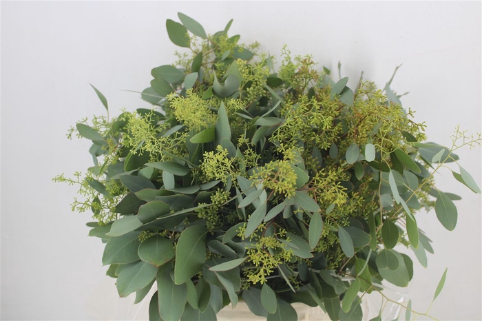 <h4>Euca Populus Berry Short 150gr P Bunch</h4>