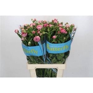 Ranunculus Butterfly Hera Pink 70cm