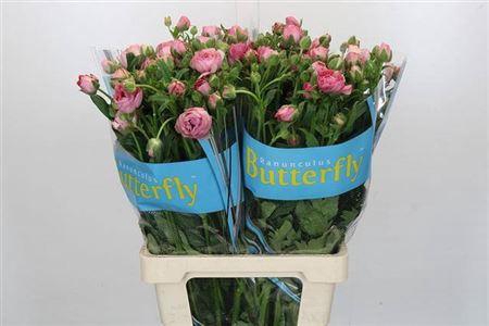 <h4>Ranunculus Butterfly Hera Pink 70cm</h4>