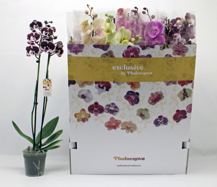 <h4>PHAL GEM 10 KL</h4>