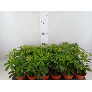 Schefflera arbor. 'Luseana'