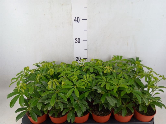 <h4>Schefflera arbor. 'Luseana'</h4>
