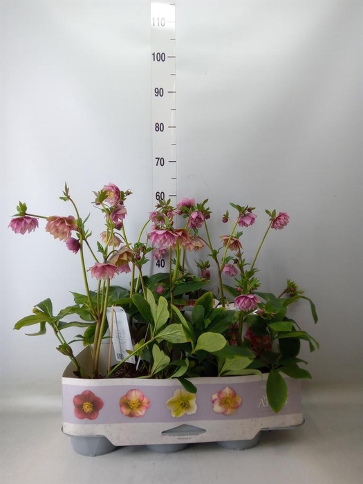 <h4>Helleborus ori.</h4>