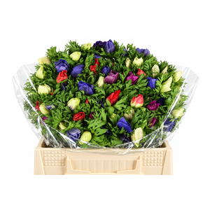 Anemone Mistral Plus Rainbow Mix