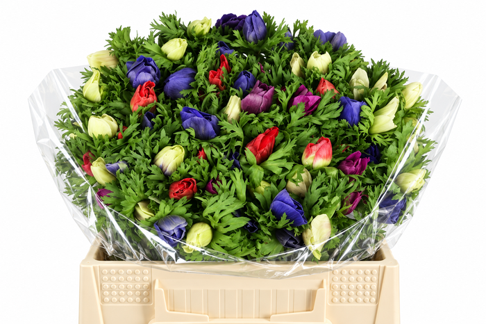 <h4>Anemone Mistral Plus Rainbow Mix</h4>
