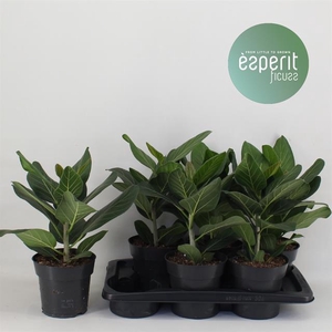 Ficus Benghalensis Audrey 17Ø 40cm 1pp