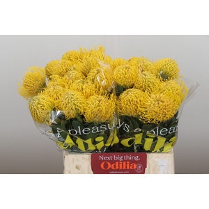 Nutans Ayoba Yellow