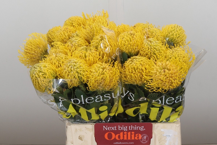 <h4>Nutans Ayoba Yellow</h4>
