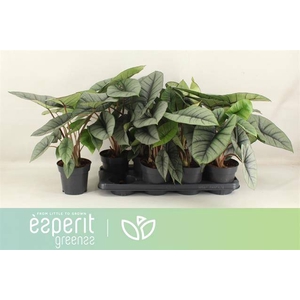 Alocasia Platinum 14Ø 42cm 1pp