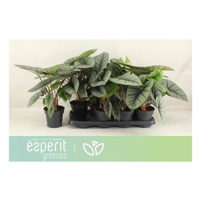 <h4>Alocasia Platinum 14Ø 42cm 1pp</h4>