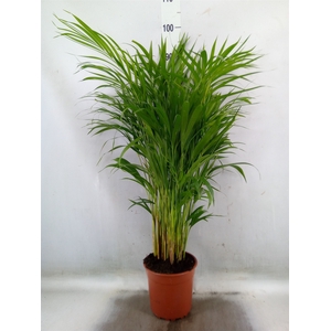 Dypsis lutescens   ...Chrysalidoca
