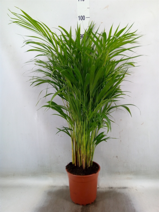 <h4>Dypsis lutescens   ...Chrysalidoca</h4>