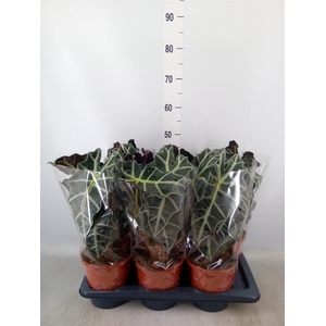 Alocasia amazonica 'Polly'