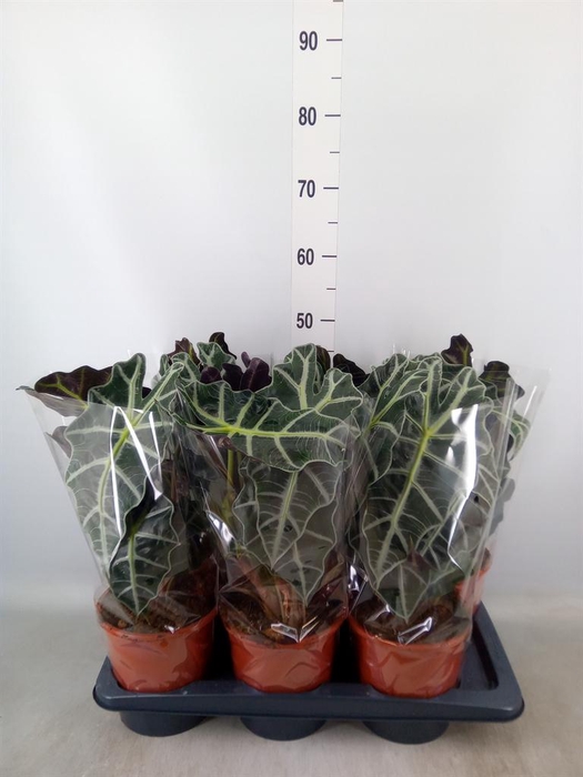 <h4>Alocasia amazonica 'Polly'</h4>