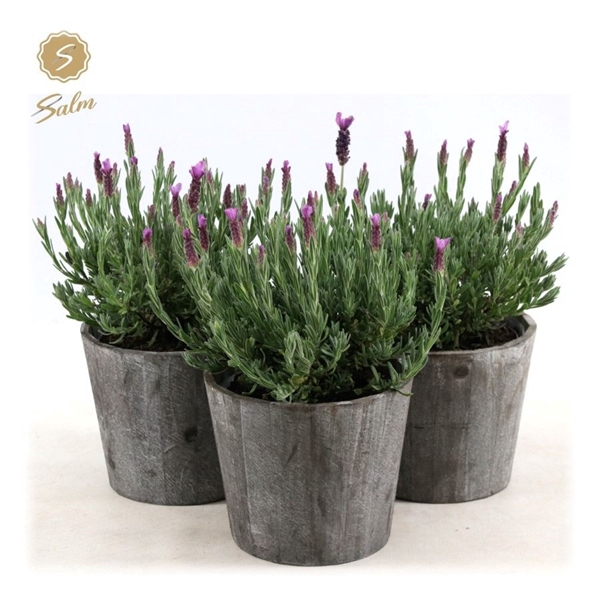 Lavandula st. 'Anouk'® Collection P15 in Wood