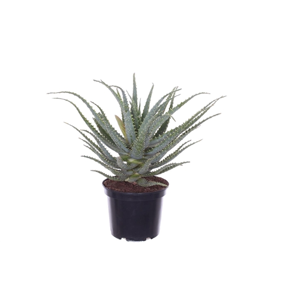 <h4>Aloe arborescens</h4>