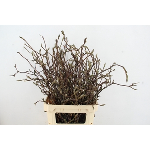 MAGNOLIA GRANDIFLORA X35