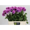 Dahlia Robann Regal