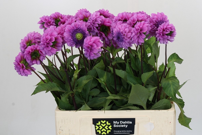 <h4>Dahlia Robann Regal</h4>
