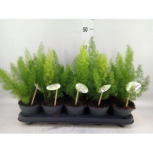 Asparagus dens. 'Meyers'