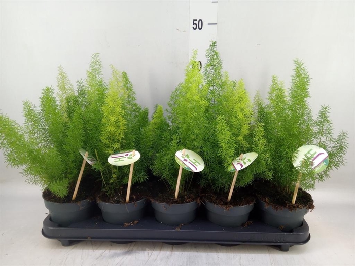 <h4>Asparagus dens. 'Meyers'</h4>