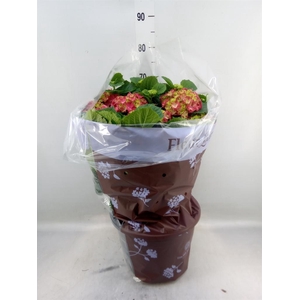 Hydrangea mac. 'Hi Fire'