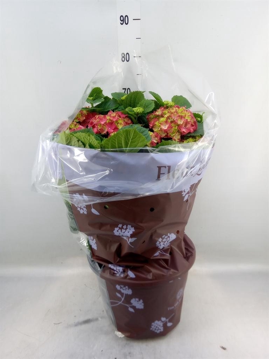 <h4>Hydrangea mac. 'Hi Fire'</h4>