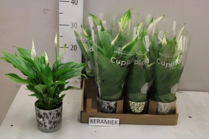 <h4>SPATH PEARL CUPIDO</h4>