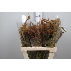 Amar Cr Hot Biscuits