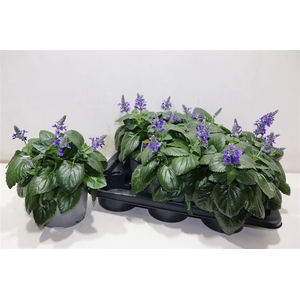 Salvia Mysty