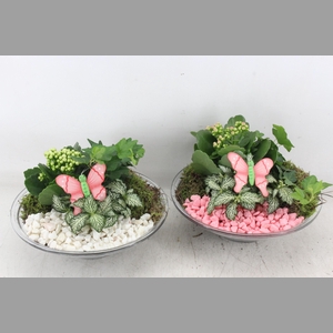 arr2 PL - Glas schaal 23cm - roze/wit