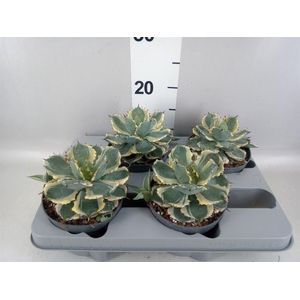Agave potatorum