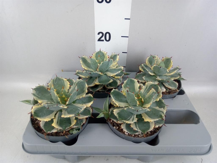 <h4>Agave potatorum</h4>