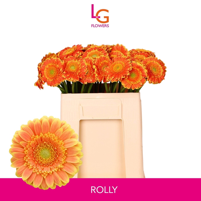 <h4>GE MI ROLLY</h4>