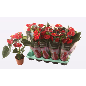 Anthurium Andreanum Grp gemengd